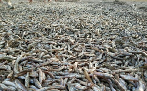 مرگ ماهی ها در رودخانه کاجوی قصرقند در حال بررسی است