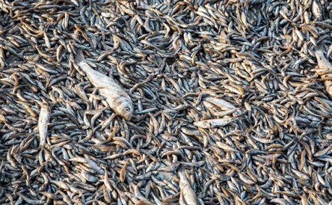 کمبود اکسیژن و آب علت مرگ ماهیان رودخانه کاجوی قصرقند است