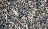 کمبود اکسیژن و آب علت مرگ ماهیان رودخانه کاجوی قصرقند است