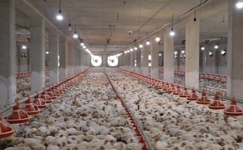 تفتان به مرز خودکفایی رسید/تولید سالیانه ٢ هزار تن گوشت مرغ در واحدهای صنعتی