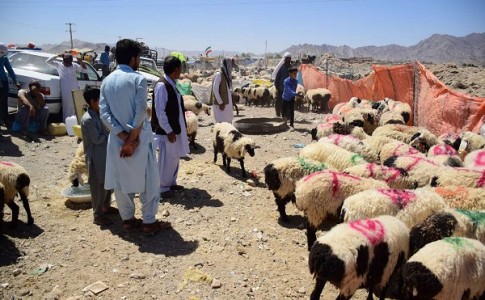 واردات 60 هزار راس دام به سیستان و بلوچستان در آستانه عید قربان/ نظارت 61 اکیپ ثابت و سیار دامپزشکی بر سلامت دام ها