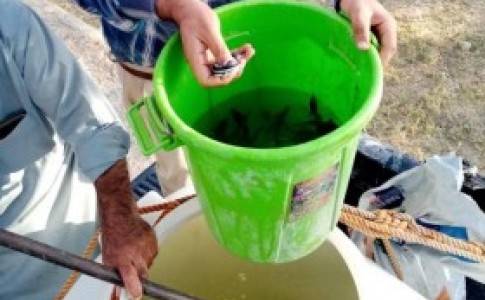 پرورش ماهی خاویاری در سیستان و بلوچستان توسعه می یابد
