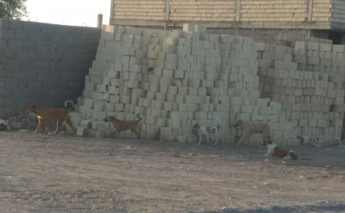 سگ های ولگرد قوز بالا قوز شده اند/ شهرداری گلمورتی و محیط زیست پاسخگو باشند
