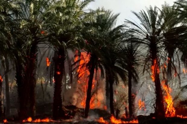 شعله های آتش، معیشت و اشتغال کشاورزان را خاکستر کرد/ نبود تجهیزات آتش نشانی، حلقه مفقوده بخش "دامن" ‏در ایرانشهر