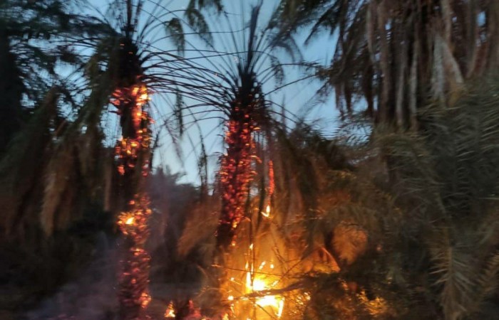 آتش سوزی در نخلستان مرکز بخش جلگه دلگان/ سه درخت طعمه حریق شد