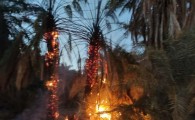 آتش سوزی در نخلستان مرکز بخش جلگه دلگان/ سه درخت طعمه حریق شد