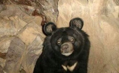 گزارشی در خصوص ابتلای "نادیا" به بیماری و تلف شدن خرس ارائه نشده است