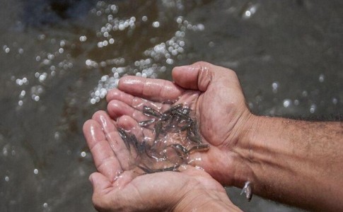​۸۵ هزارقطعه بچه ماهی در منابع آبی سیب و سوران رهاسازی شد