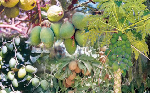 راسک خاستگاه تولید نهال میوه‌های گرمسیری در کشور