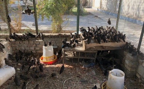کشف محموله بزرگ پرندگان غیرمجاز در سیستان و بلوچستان/۲ قاچاقچی در دام قانون افتادند