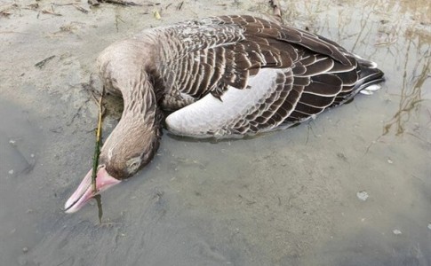 مرگ ۵۲ پرنده در تالاب میقان بر اثر آنفلوانزا