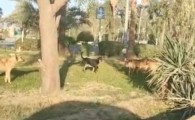 جولان سگ های ولگرد در معابر سراوان/ از کمبود امکانات برای زنده گیری تا اتلاف سگ های بی پناه