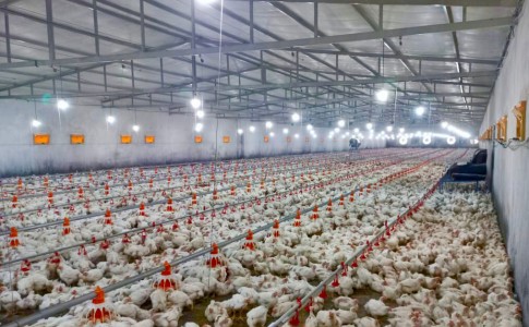 تخصیص آب برای احداث ٣۶ واحد جدید صنعتی پرورش مرغ گوشتی در میرجاوه صادر شد