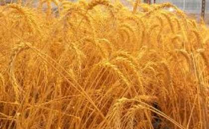 خرید دانه طلایی گندم از مرز ۵ هزار تُن در گذشت/ واریز ۲۶۰ میلیارد  ریال به حساب کشاورزان
