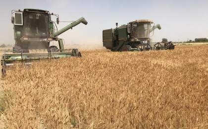 خرید گندم درسیستان و بلوچستان  از مرز ٣۵ هزار تن گذشت