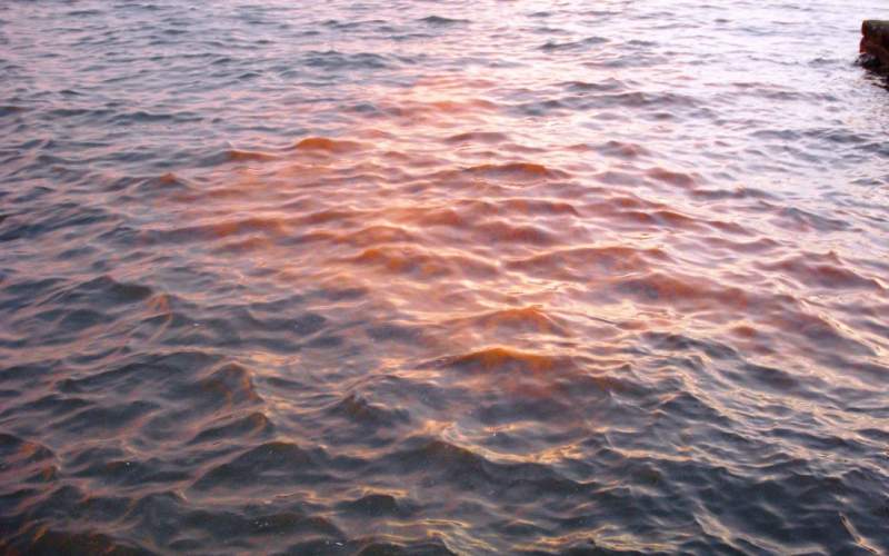 پدیده کشند قرمز در دریای مکران