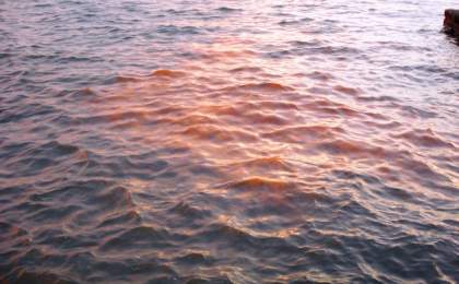 پدیده کشند قرمز در دریای مکران