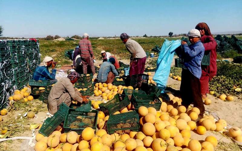 برداشت خربزه خارج از فصل در سیستان وبلوچستان/"ملون" میوه ای آبدار برای پیشگیری ‏از بیماری ها