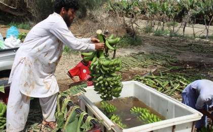 ۲۵۲ هزار تن انواع میوه‌های گرمسیری در سیستان و بلوچستان تولید شد