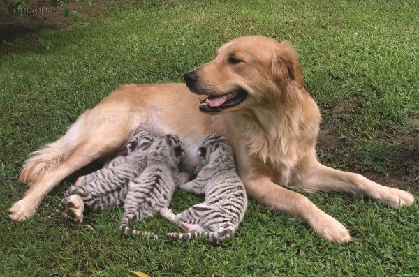 مادر های غیر عادیـ برای حیوانات