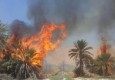 آتش سوزی در 2 هکتار از نخلستانهای سراوان/ 100 نخل در آتش سوخت