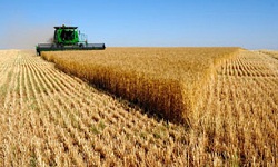 قیمت اعلام شده "خرید تضمینی گندم" تا پایان سال زراعی تغییر نخواهد کرد
