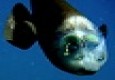 عجایب ماهی کله شیشه‌ای +عکس