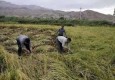 برداشت بیش از هزار و ۵۰۰ تن شلتوک از مزارع ایرانشهر