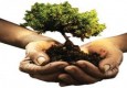 20 هزار نهال درخت بین دهیاران و کشاورزان سیستان توزیع می شود