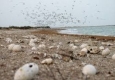تخم گذاری پرندگان مهاجر در تالاب هامون/ احیای محدود تالاب زندگی را به منطقه بازگردانده است