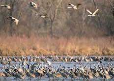 بازگشت پرندگان مهاجر به سواحل دریاچه هامون/ تخم‌گذاری ده‌ها گونه پرنده در تالاب