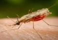 آغاز طرح سمپاشی کانون‌های مبتلا به مالاریا در سیستان‌وبلوچستان