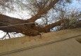 سقوط درخت روی یک خانه روستایی در سراوان