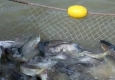 برداشت ۵۰ هزار تن ماهی گرم آبی درشهرستان ایرانشهر