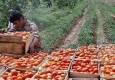 بازار میوه و تره بار کشور در انتظار گوجه سیستان و بلوچستان/ برادشت گوجه فرنگی از 850 واحد گلخانه ای استان آغاز شد