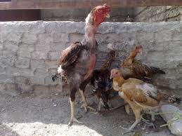 زنده فروشی مرغ در سطح شهر غیرقانونی است/ پیش بینی مکان مناسب برای استقرار دستفروشان زابلی