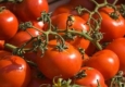 قیمت گوجه‌فرنگی نصف شد/ پیشنهاد واردات مرکبات شب عید به وزارت جهاد کشاورزی