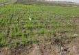 اجرای طرح آبیاری تحت فشار در مزارع گندم شهرستان دلگان