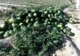 هندوانه ایران کیلویی ۱۰۰۰ تومان به کشور‌های عربی صادر می‌شود