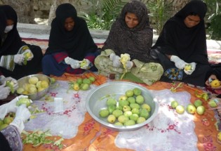 واردات انبه کابوس کشاورزان بلوچ/ شیرینی شاه میوه گرمسیری بلوچستان در کام دلالان!