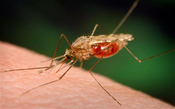 مالاریا ، سوغات همسایه های مرزی براي جنوب شرق کشور/ شناسایی 300 بیمار تنها در یک شهرستان
