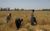 گزارش تصویری/ مشارکت گروه های جهادی شهرستان میرجاوه در جمع آوری محصول گندم کشاورزان