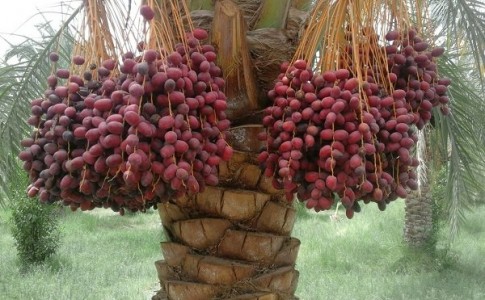 پیش‌بینی برداشت ۱۸هزار تن محصول خرما از نخلستان‌های ‌مهرستان