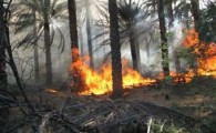 آتش سوزی در دهستان تاروان ایرانشهر بیش از هزار اصله نخل آماده برداشت را خاکستر کرد
