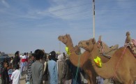 برگزاری مسابقات شترسواری در شهرستان دلگان+ تصاویر