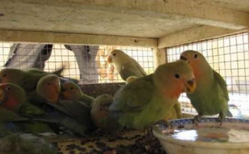 کشف بیش از ۵۰۰ قطعه پرنده زینتی قاچاق در مرز روتک سراوان