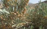 رتبه دوم سیستان و بلوچستان در تولید گونه های گیاهی کشور/ خاش قطب گیاهان دارویی