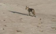 یک قلاده بچه روباه در طبیعت سراوان رها سازی شد