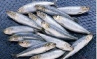 برداشت ۱۲ هزار تن ماهی از استخرهای پرورش ماهی منطقه سیستان