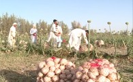 آغاز برداشت پیاز در شمال سیستان و بلوچستان